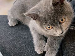 -lincat·猫舍(广州店)