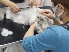-山宅一喵德文卷毛猫舍