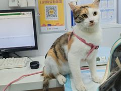 -天使宠物医院·犬猫分诊(彩虹店)