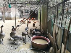 -鹿福农庄(南沙天后宫店)