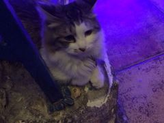 iphone_upload_pic-Sirena海妖日咖夜酒