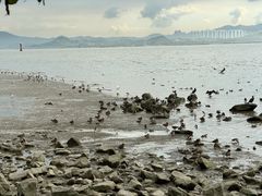 -深圳湾公园(南山区)