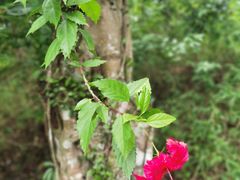 -海口火山口国家地质公园