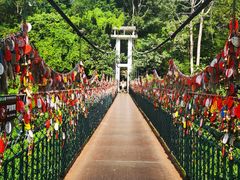 -西双版纳原始森林公园