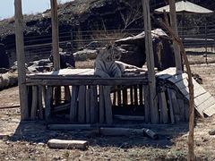 -新疆天山野生动物园