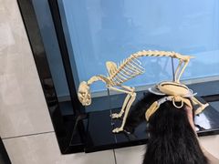 -半岛宠物医院24小时(白果林店)