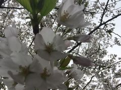 -武汉大学-樱园