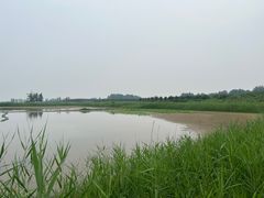 -黄河故道国家森林公园