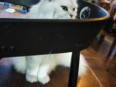 喵-李小姐の猫咖啡馆(五角场店)