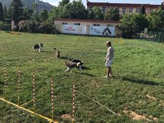 -趣玩宠物乐园寄养训犬训狗游泳池