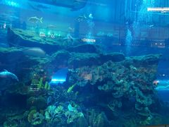-迪拜水族馆及水下动物园