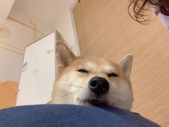 -柴迷FANS CLUB·柴犬狗咖·猫咖