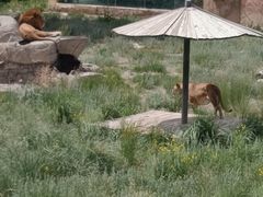 -新疆天山野生动物园