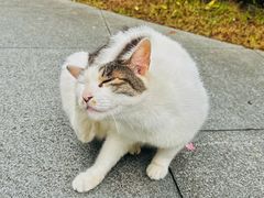 -颐和路民国时期公馆风貌区