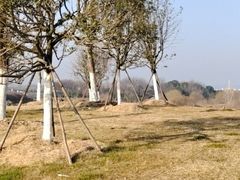 -贡湖湾湿地公园