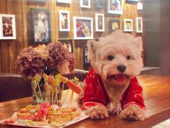 -百好乐宠物友好餐厅(朝外大街店)