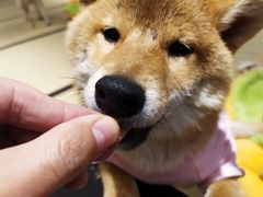 -逗柴咖啡屋·狗咖猫咖宠物桌游