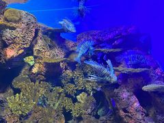 -上海海洋水族馆