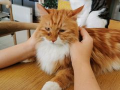 -平行世界·猫咖(首经贸店)