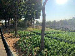 -天适樱花悠乐园