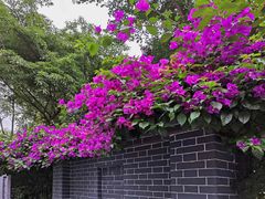 -四川大学(华西校区)