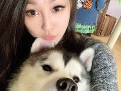 -Husky Go! 哈士奇体验馆·宠物咖啡厅狗咖