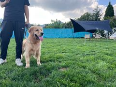 -趣玩宠物乐园寄养训犬训狗游泳池