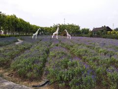 -广东花都香草世界旅游度假区