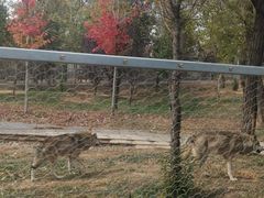 -秦皇岛野生动物园