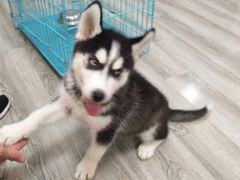 -翊宠yipet猫狗购宠庄园犬舍•猫舍