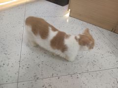 -喵园·猫主题咖啡厅·撸猫·猫咖(国贸店)