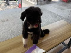 -艾贝尔宠物医院 ·中兽医·宠保定点(北门桥店)