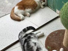 -飞行喵MR PILOT|猫舍·猫咖(静安大融城店)