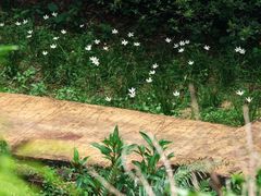 -广州白江湖森林公园