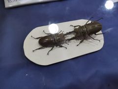 -上海大自然野生昆虫馆(东方明珠·爬宠昆虫探索中心)