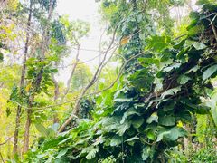 -中国科学院西双版纳热带植物园