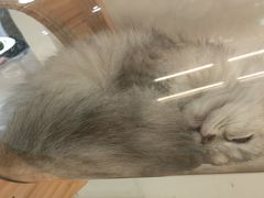 -COLOR PETS 撸猫馆·购猫·猫咖(长风大悦城店)