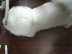 -美联众合动物医院·24h转诊中心