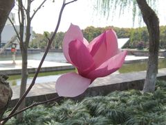 -上海鲜花港