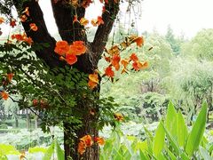 -陈家山荷花公园