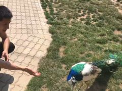 -西霞口神雕山野生动物世界