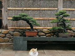 -龙华寺