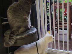 -猫色咖啡·猫咖