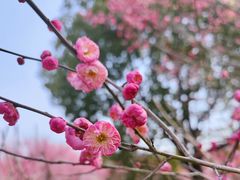 -花开海上生态园