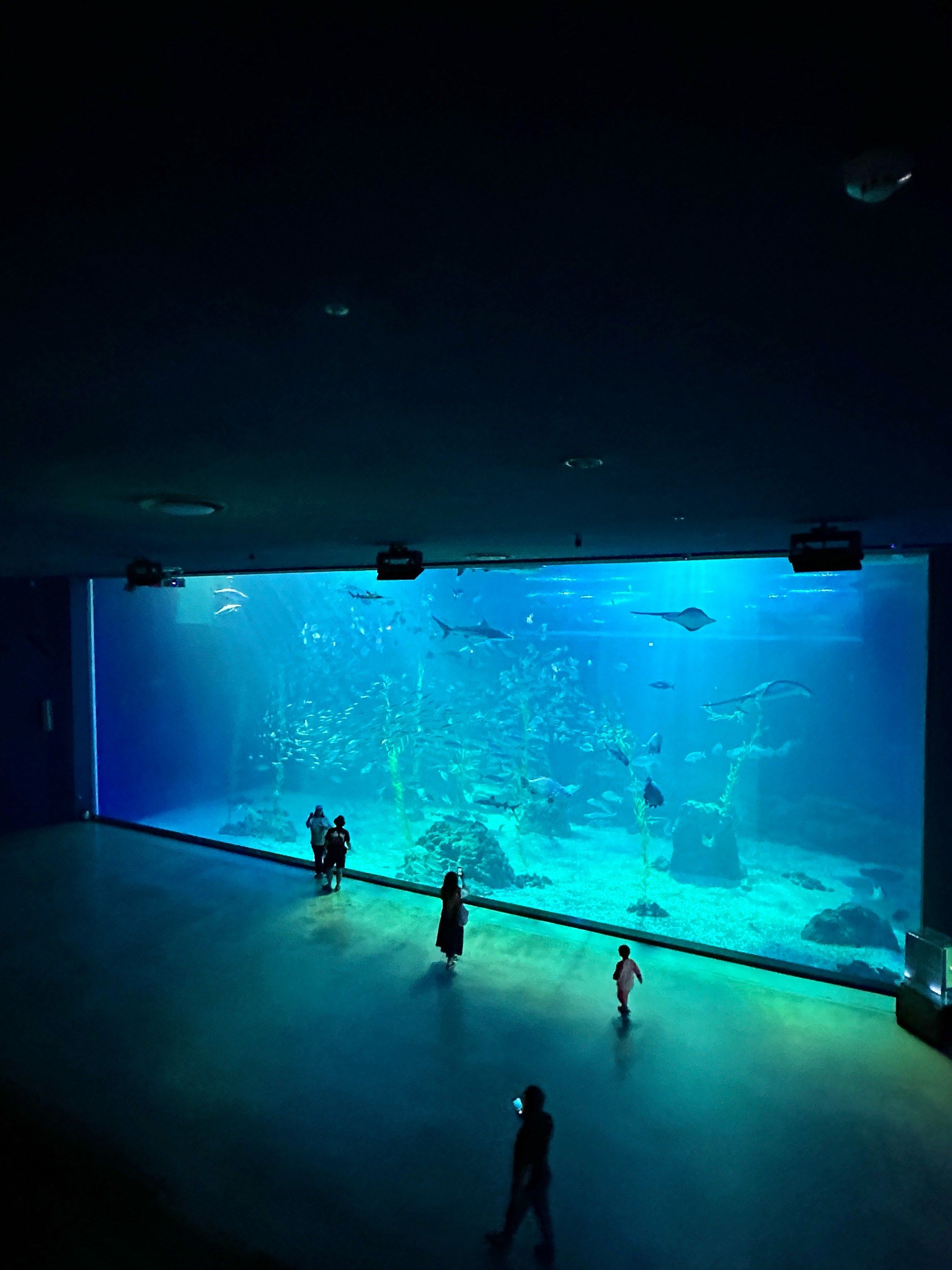 jeju 亚洲最大的水族馆拍出人生照片!