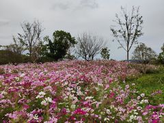 -花开海上生态园