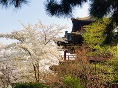 -西安青龙寺遗址景区