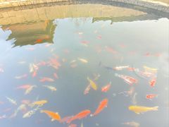 -东台西溪天仙缘景区