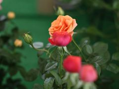 -三圣花乡旅游区