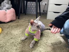 -momokira米努特·德文卷毛猫·棉花面纱犬